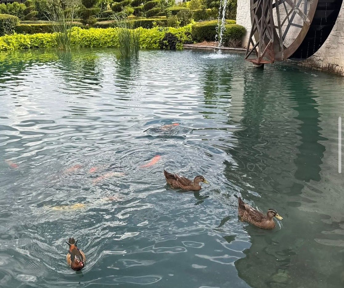 Koi and ducks on the water below the waterwheel