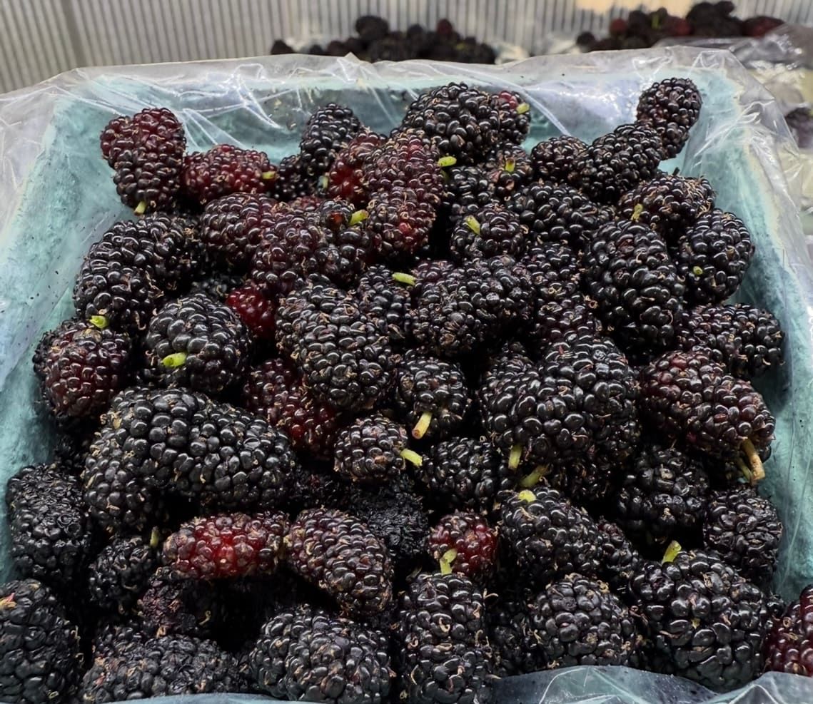 A tray of freshly picked mulberries, close up