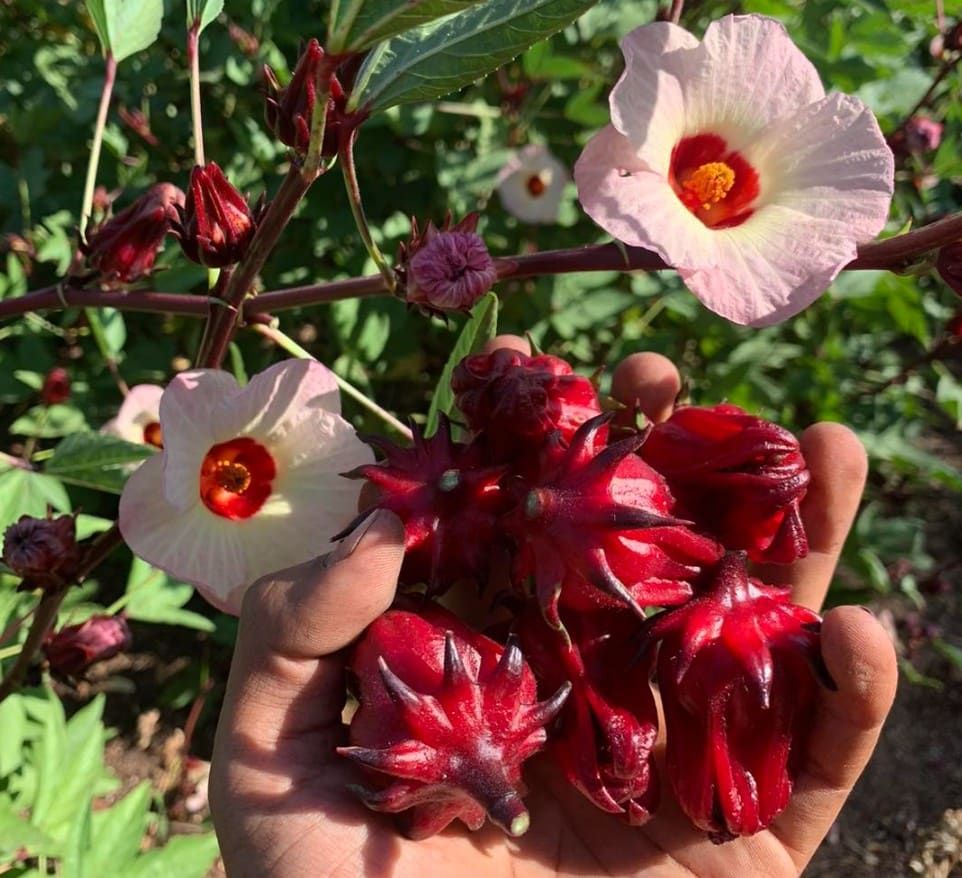 A handful of dark red roselle calyces held in front of the flowering plant